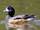 Chiloe Wigeon (WWT Slimbridge May 2013) - pic by Nigel Key